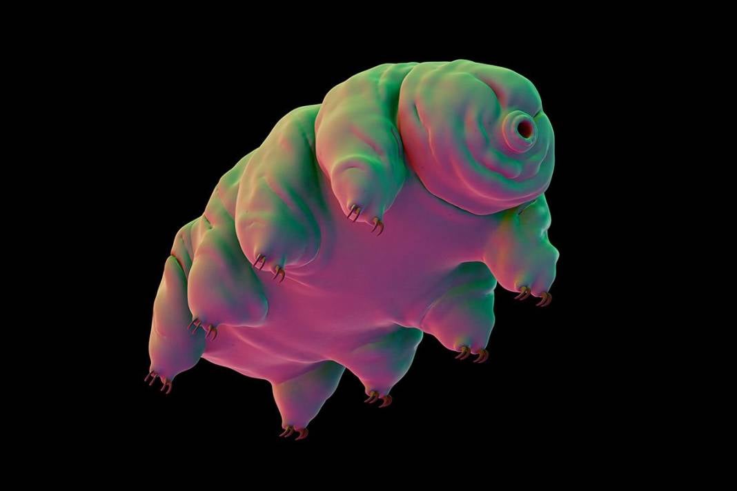 Tardigrad nedir? 4